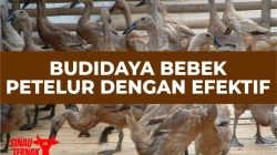 Desa Kurnia Jaya Belitung Timur Kembangkan Budidaya Bebek Petelur dengan Dana Desa Rp25 Juta