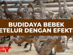 Desa Kurnia Jaya Belitung Timur Kembangkan Budidaya Bebek Petelur dengan Dana Desa Rp25 Juta