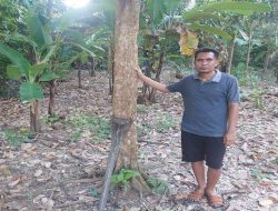 Duku Komering di Rasuan OKU Timur Tak Berbuah Karena Cuaca dan Lingkungan, Petani Terpukul